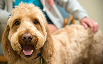Light brown dog standing next to its owner with a smile on its face and looking directly at the camera